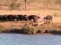 Water Buffalo Attacked by Lions | BahVideo.com