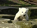  morto l orso Knut | BahVideo.com