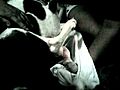 Dog giving Birth | BahVideo.com