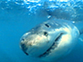 Decapitation by Shark | BahVideo.com