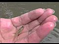 Oopy caught a little fish with her hand  | BahVideo.com