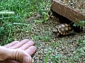 Tiny Tortoise | BahVideo.com
