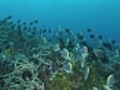 School of Tropical Fish Powder Blue Surgeonfish  | BahVideo.com