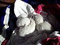 cutest kittens tummy tickles | BahVideo.com