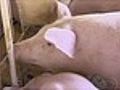 Criadores de suíno de Mato Grosso do Sul vivem momento de incerteza | BahVideo.com