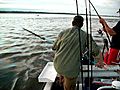 Landing a striped bass on the Merrimack River  | BahVideo.com