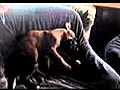 Ria amp Ares - pit puppies  | BahVideo.com