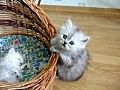 Nice Cats | BahVideo.com