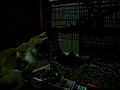 3-Legged Cat Plays with Gerbil | BahVideo.com