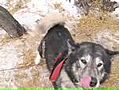 Wintergreen Dogsledding Adventure | BahVideo.com