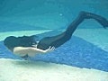 The Black mermaid | BahVideo.com