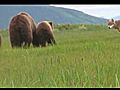 Wolf and Grizzly Wolf stalks and teases grizzly sow and cubs Katmai Alaska | BahVideo.com