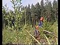 Waldbau in Finnland | BahVideo.com