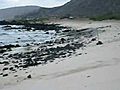 HAWAIIN MONK SEAL | BahVideo.com