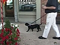 Dog Days of Summer | BahVideo.com