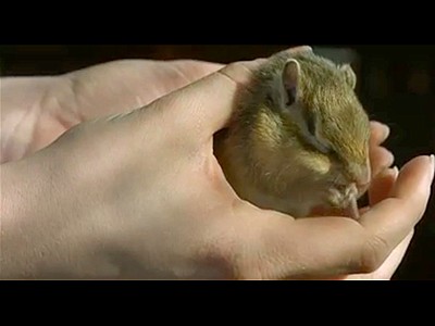 Adorable Chipmunk in Slow Motion | BahVideo.com