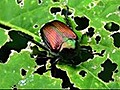 How to control garden bugs organically | BahVideo.com
