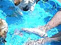 Pool Puppies | BahVideo.com