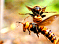 Beware the Giant Wasp | BahVideo.com
