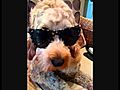My Perfect Dog Alfie  | BahVideo.com