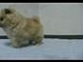 Pomeranian | BahVideo.com