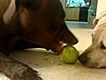 Dog Peels an Apple Silly Dog Cool Dog Trick | BahVideo.com