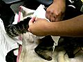 Introduction of putting a diaper for cat | BahVideo.com