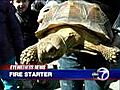 Turtle causes fire in Brooklyn home | BahVideo.com