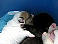 13 day old Puppies kissing | BahVideo.com