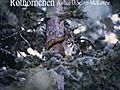 Roth rnchen Tiere Animals Natur SelMcKenzie  | BahVideo.com