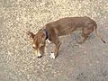 Meet Kirby Puckett a Terrier American Pit  | BahVideo.com