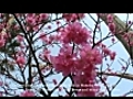 Cherry Blossom in Okinawa Kanhizakura  | BahVideo.com