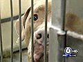 Young Volunteer Bitten By Dog At City Shelter | BahVideo.com