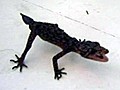 Leaping Lizard | BahVideo.com