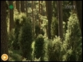 Jak obserwowa las | BahVideo.com