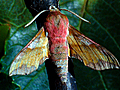Between Moth and Monitor | BahVideo.com