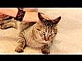 How To Annoy Your Mean Kitty 1 | BahVideo.com
