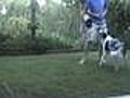 Dog Training- Training My Dog Splash To  | BahVideo.com