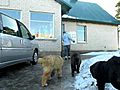 Alabai puppies in Gruodas 3 5 months | BahVideo.com