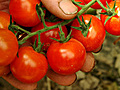 Tomatenbrot Kaninchenkeule amp Thunfisch | BahVideo.com