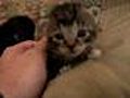 Cutest Kitten Ever | BahVideo.com