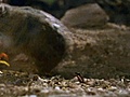 National Geographic Animals - Centipede Vs  | BahVideo.com