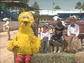 Big Bird Visits A Rodeo | BahVideo.com
