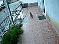 my dog dancing naruto XD | BahVideo.com