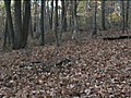 NJ 4 pt and spike buck ground footage | BahVideo.com