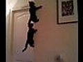spider cats | BahVideo.com