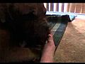 my dog licking my foot again  | BahVideo.com