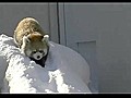 Adorable Pandas Having Fun | BahVideo.com