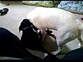 Cute pupie attack | BahVideo.com