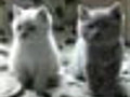 Dancing Kittens | BahVideo.com